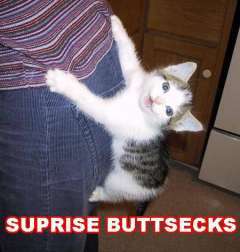 surprise buttsecks - Suprise Buttsecks