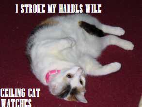 photo caption - I Stroke My Harbls Tile Ceiling Cat Watches