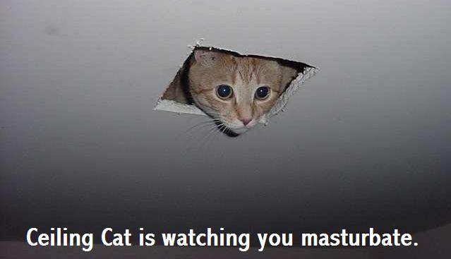 lucas oil stadium - Ceiling Cat is watching you masturbate.