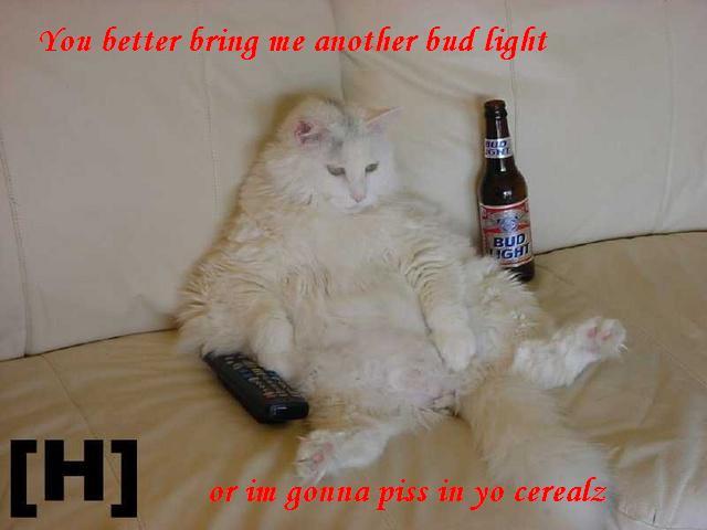 funny stuff cats - You better bring me another bud light Bud Bud Ighi or im gonna piss in yo cerealz