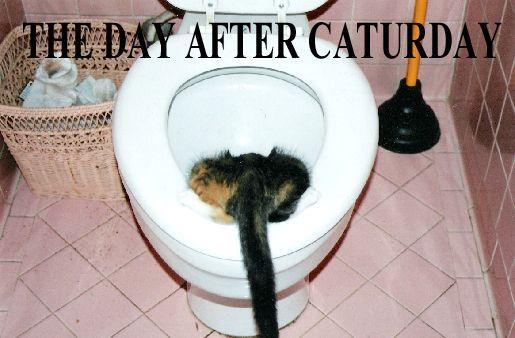 day after caturday - The Day After Caturday