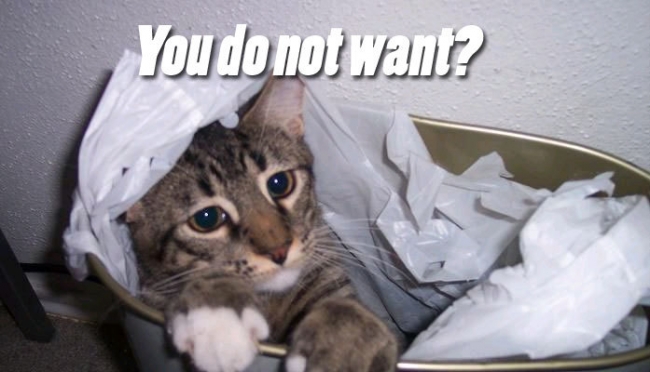 throw cat away - You do not want?