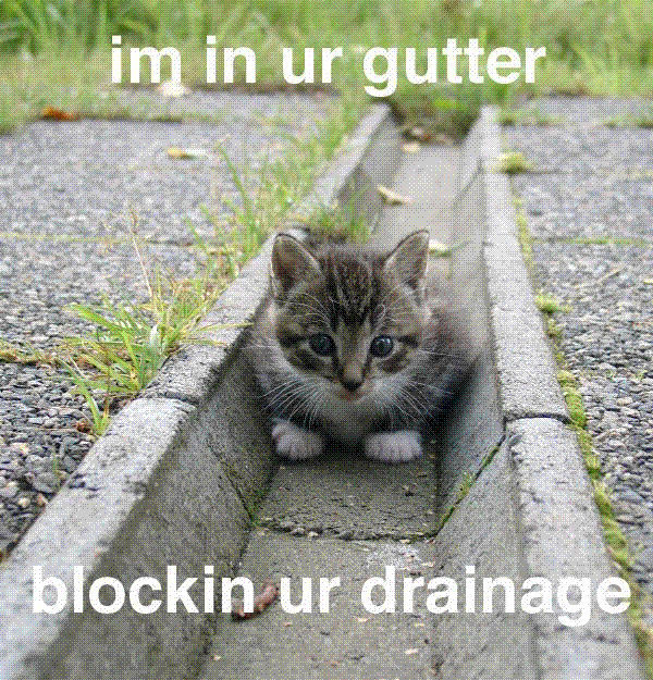 gutter cat - im in ur gutter blockin ur drainage