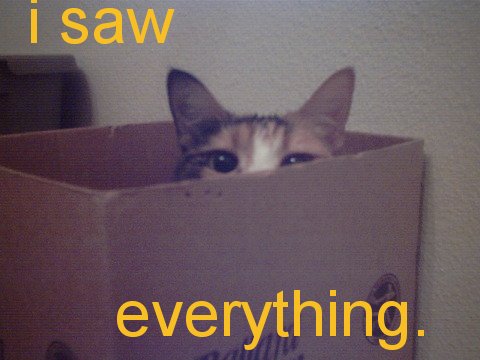 saw everything cat - i saw everything.