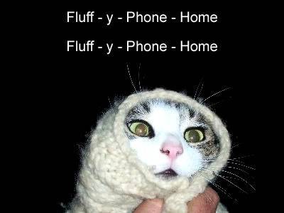 funny fluffy kitten - Fluff y Phone Home Fluff y Phone Home