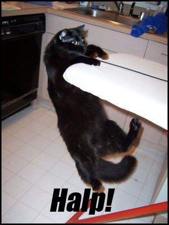 Funny caturday pictures!