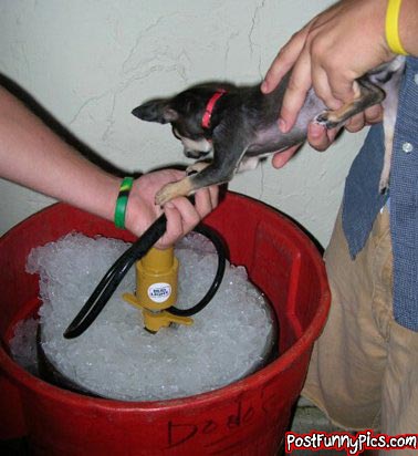 funny picture of little dog doing a keg stand