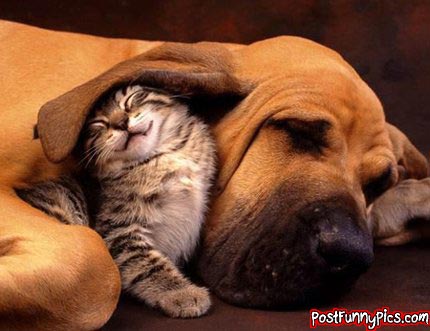 cute picture of cat snuggling under dog's ear