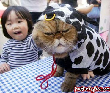 cute picture of cat dressed as cow and confused