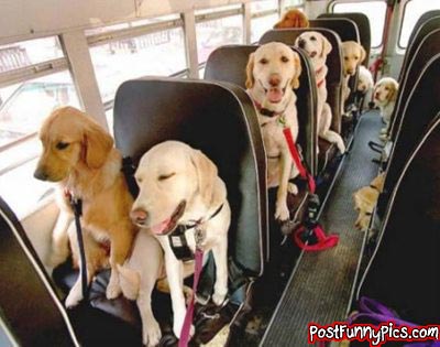 awesome picture of a school bus full of dogs