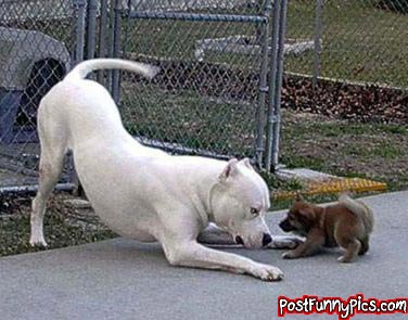 two dogs of various size playing
