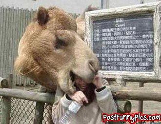 funny picture of camel biting woman's head