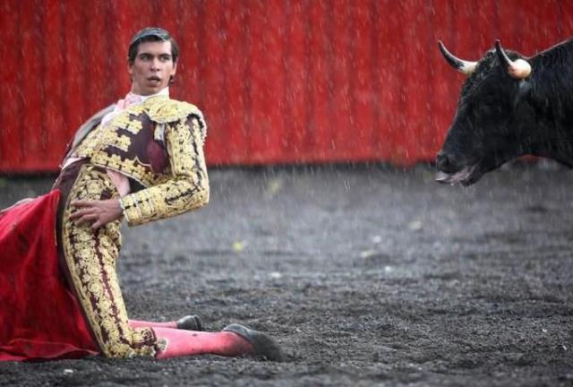 Matador And The Bull Fight