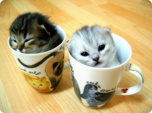 the two tiniest kittens in cups