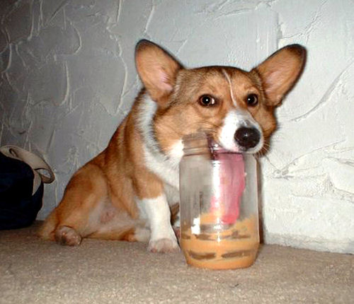 Peanut butter and corgis. It doesn't get much better than this!