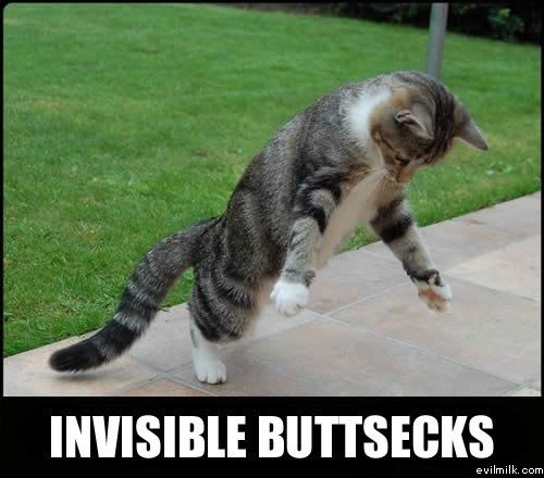 Invisible cat sex