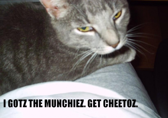 This LOLCat needs his Cheetoz.