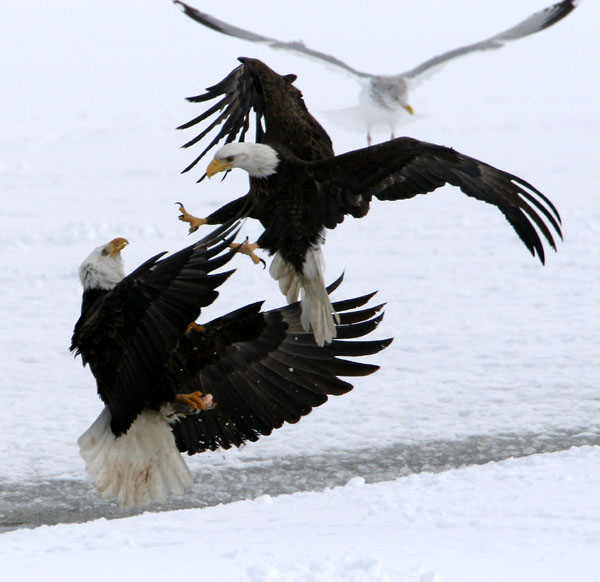 Eagles in Flight