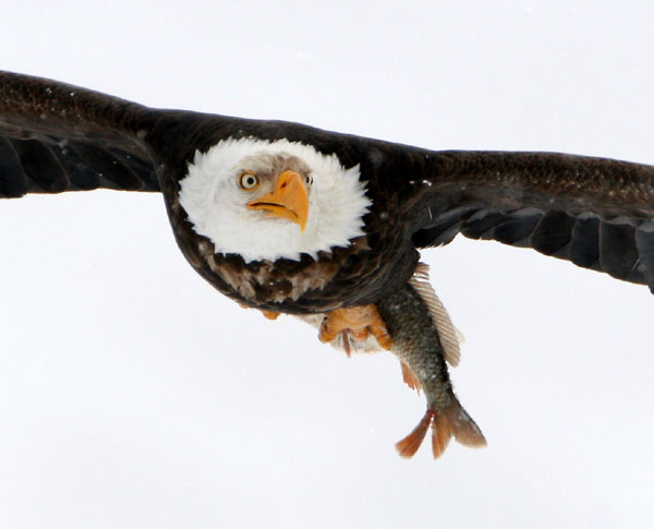 Eagles in Flight