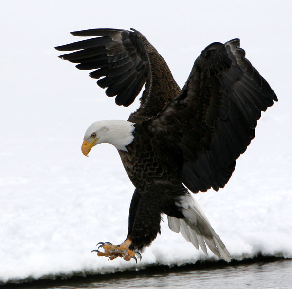 Eagles in Flight