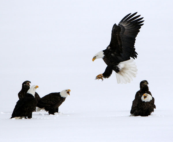 Eagles in Flight