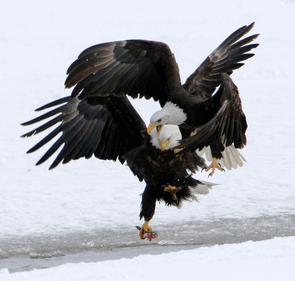 Eagles in Flight