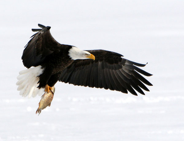 Eagles in Flight