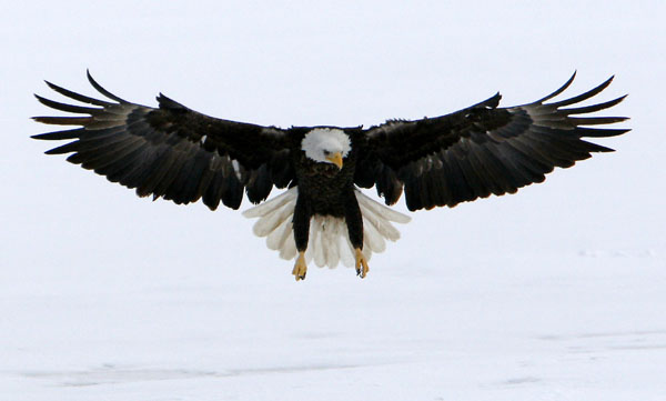 Eagles in Flight