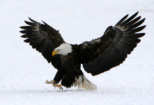 Eagles in Flight