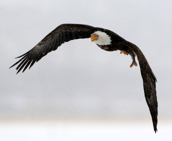 Eagles in Flight