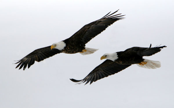 Eagles in Flight