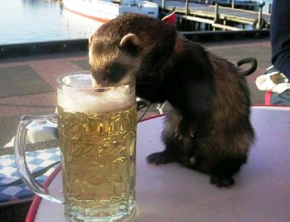 Animals With Drinking Problems