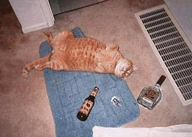 Animals With Drinking Problems