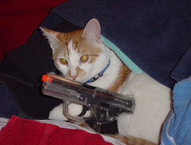 this cat does not go anywere without his gun