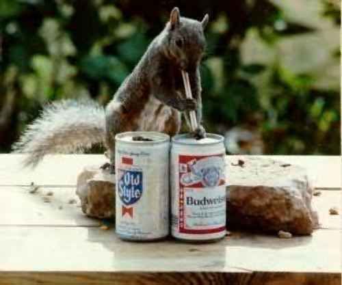 Nutty the Squirrel can drink anyone under the table!