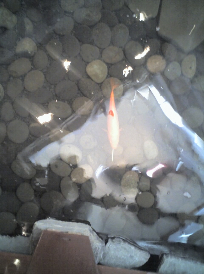 We were at a Japanese resturaunt and happend to look down at this Koi fish that was chewing on a toothpick.