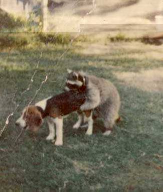Coon and dog sex.