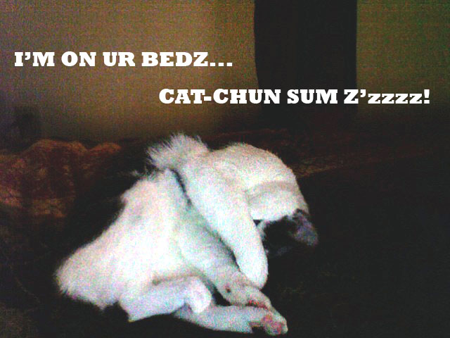 IM ON UR BEDZ... CAT-CHUN SUM ZZZZZ