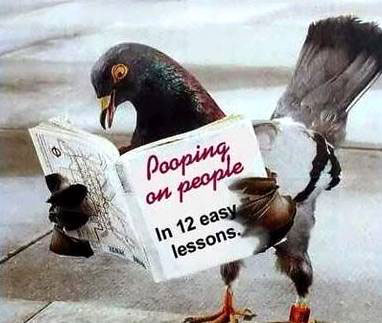 Bird learning how to poop on people!