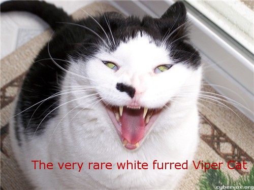 The rare Viper Cat