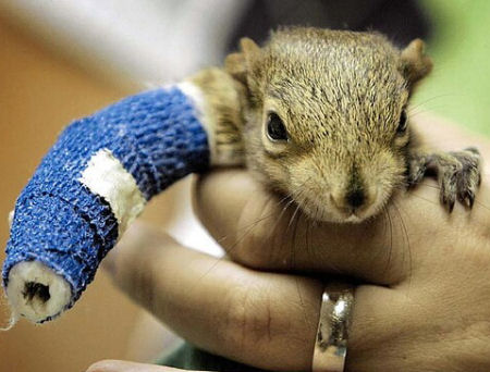 This poor lil squirrels arm is in a cast.