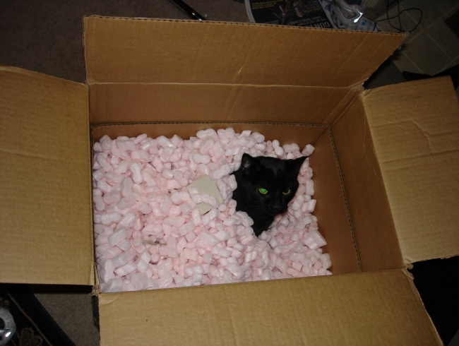 Best for shipping cats accross state
