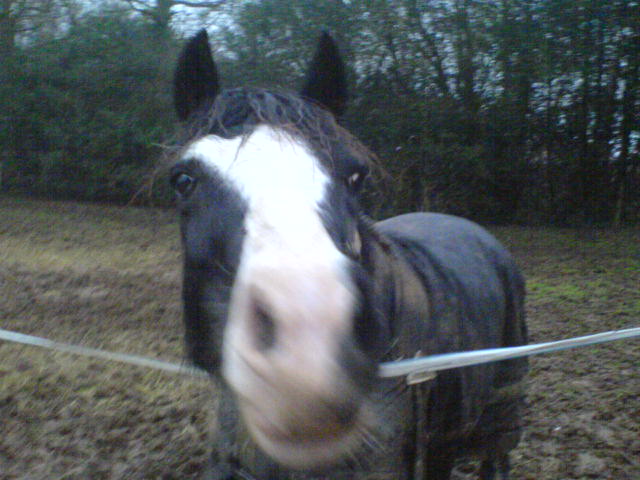 My pony magic being her usual cheeky self.. love her to bits