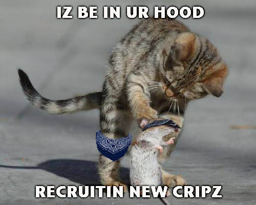 Hood cat recruiting new memers