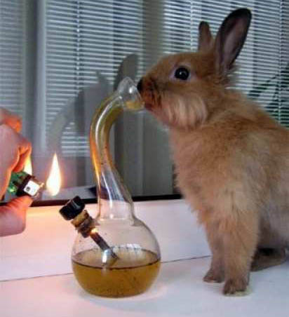 Picture of my rabbit hitting the bong.