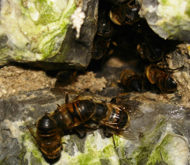 bees piggybacking