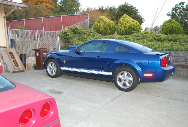 Beautiful Blue Mustang