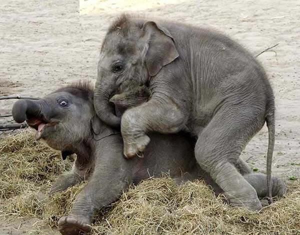 aggressive for a prepubescent fella! the other elephant is saying OMG!