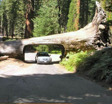 A huge tree felled across a road with a hole cut into it to allow cars through