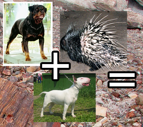 Dogs get Porcupine spined
